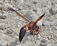 Delta dimidiatipenne