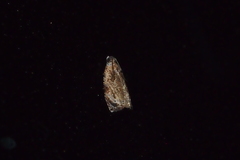 Sycacantha inopinata
