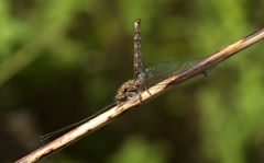 Ululodes macleayanus