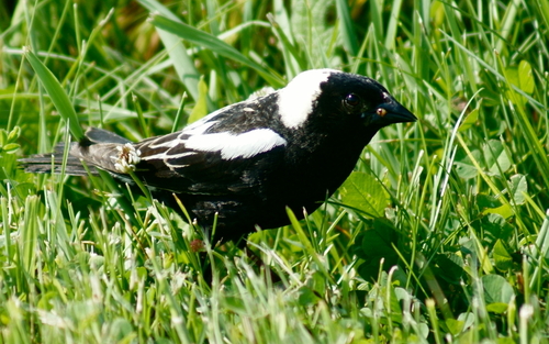 Bobolink
