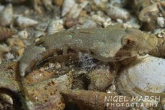 Synchiropus calauropomus