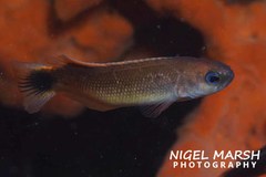 Trachinops caudimaculatus