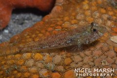 Nesogobius pulchellus