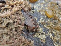 Cryptoconchus porosus