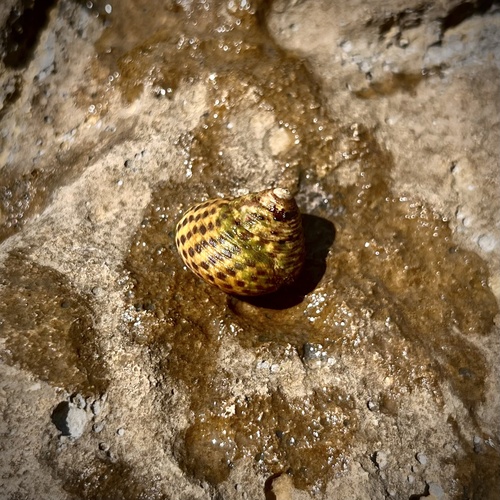 Turbinate Monodont, Uvala Sveti Ivan, 18, HR, photo 9 of 10