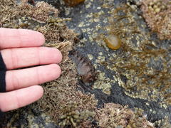 Cryptoconchus porosus