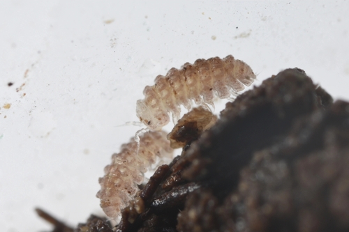 Buddelundiella cataractae