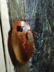 Blaberinae