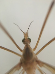 Tipula
