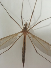 Tipula