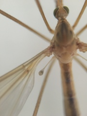 Tipula