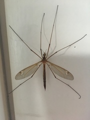 Tipula