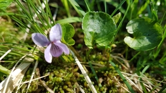 Viola palustris