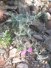 Cirsium undulatum
