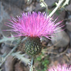 Cirsium undulatum