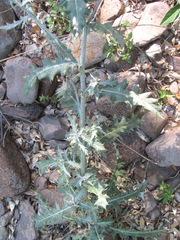 Cirsium undulatum