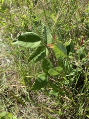 Desmodium laevigatum