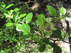 Crataegus tracyi