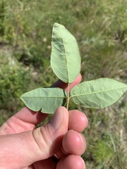 Desmodium laevigatum