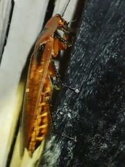 Blaberinae