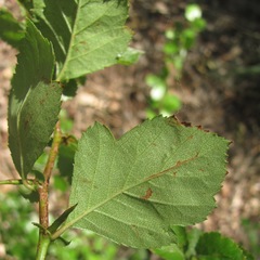 Crataegus tracyi