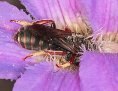Andrenopsis