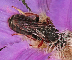 Andrenopsis