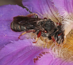 Andrenopsis