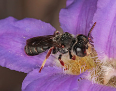Andrenopsis