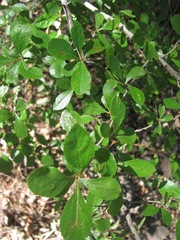 Crataegus tracyi