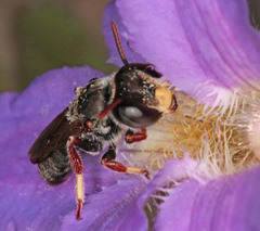Andrenopsis