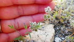 Allophyllum gilioides violaceum