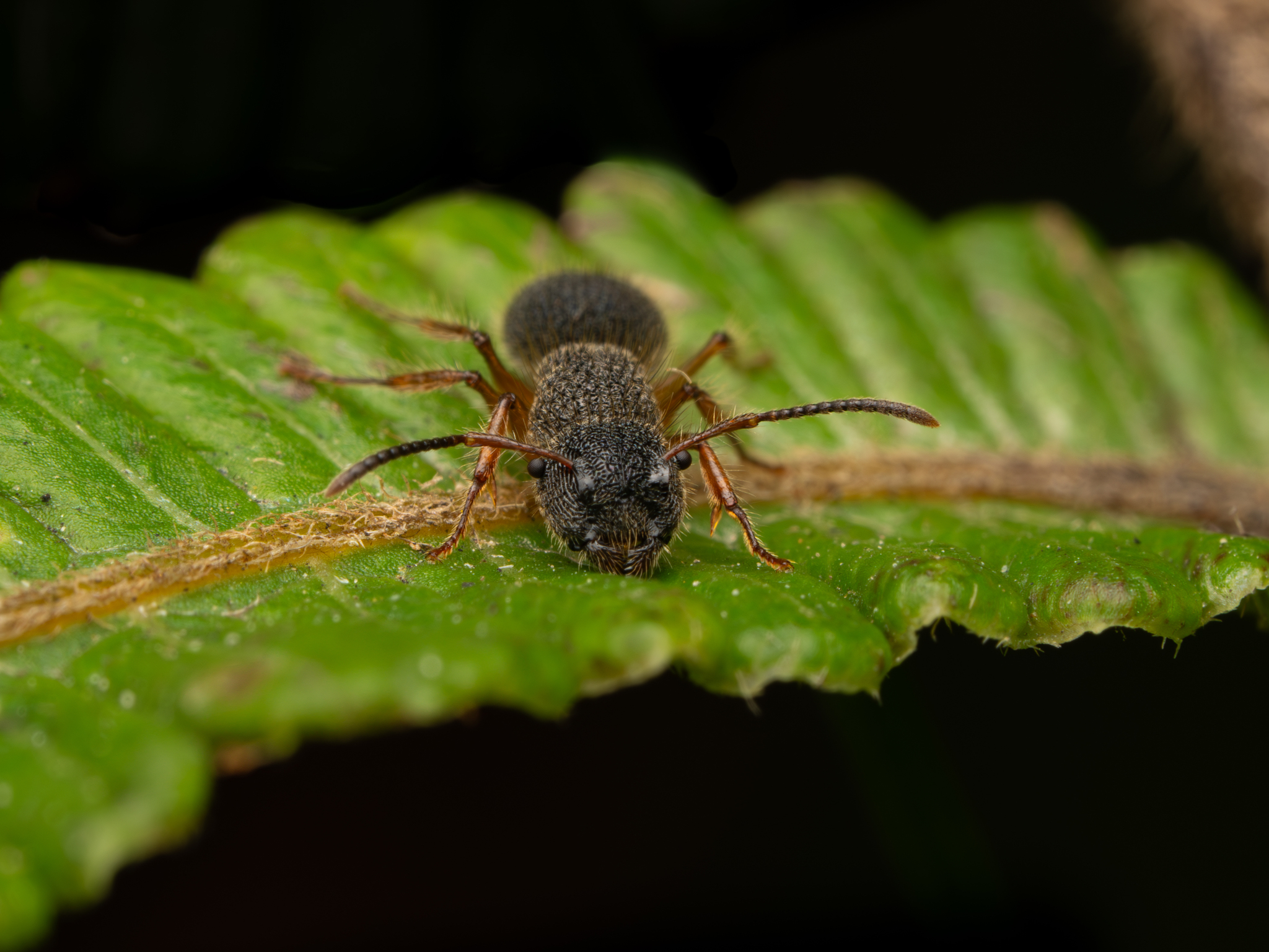 Echinopla pallipes