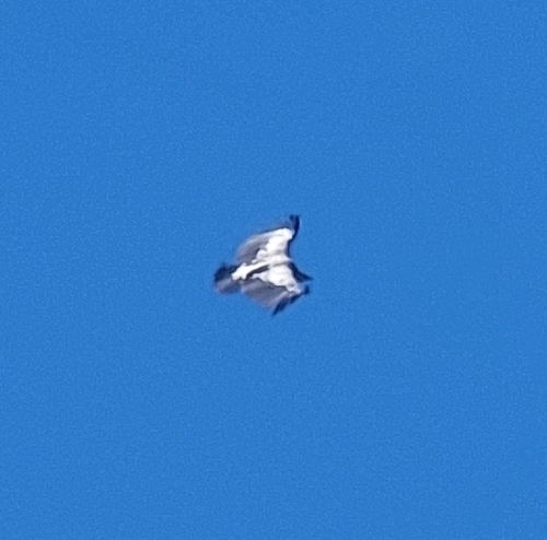 Himalayan Griffon