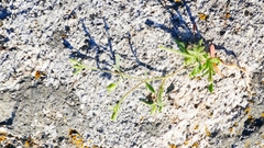 Allophyllum gilioides violaceum