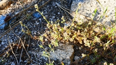 Allophyllum gilioides violaceum