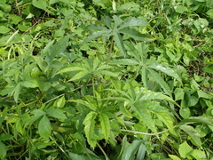 Hibiscus cannabinus