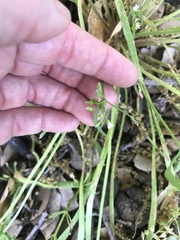 Claytonia parviflora viridis