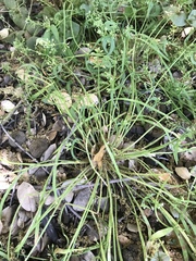Claytonia parviflora viridis