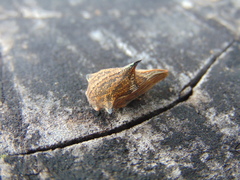 Umbonia reclinata