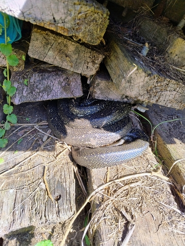 Diamond Python sighting