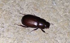 Dyscinetus laevipunctatus