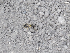 Sceliphron destillatorium