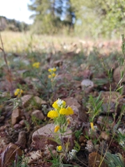 Castilleja lasiorhyncha