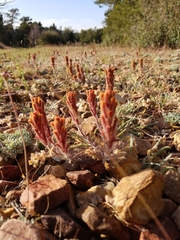 Castilleja cinerea