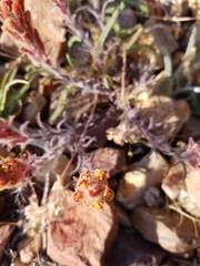 Castilleja cinerea