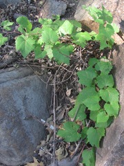 Vitis arizonica