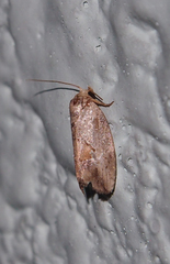Strotihypera macroplaga