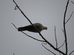Streptopelia decaocto