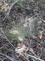 Festuca californica